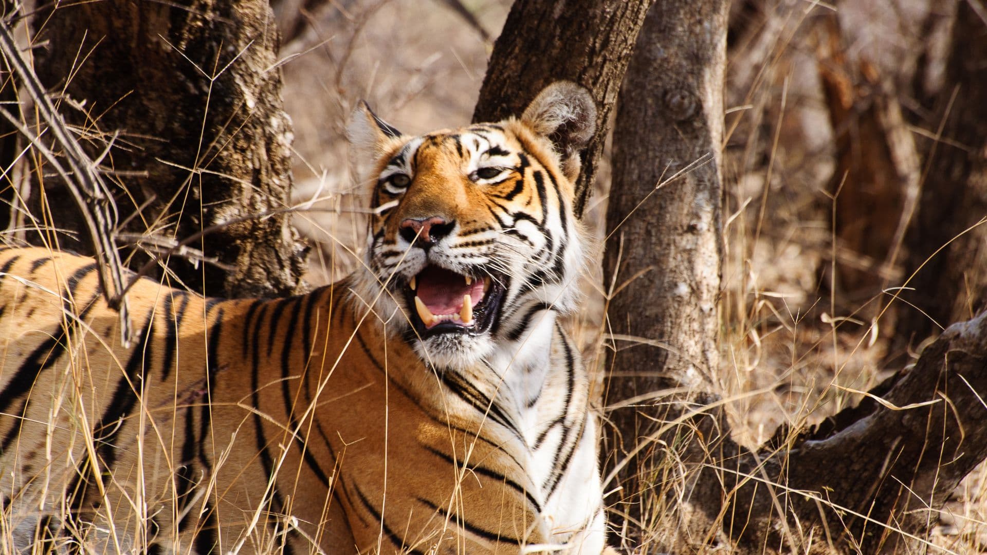 Wildlife Travel Packages