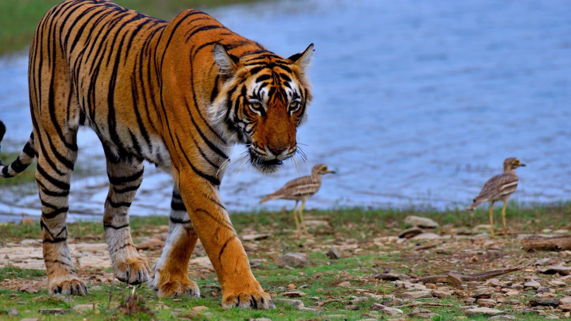Ranthambore National Park with Agra gallery image 3